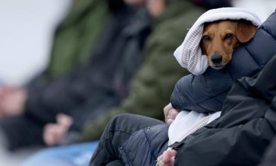 A dog wraps up warm to watch the Cidermen