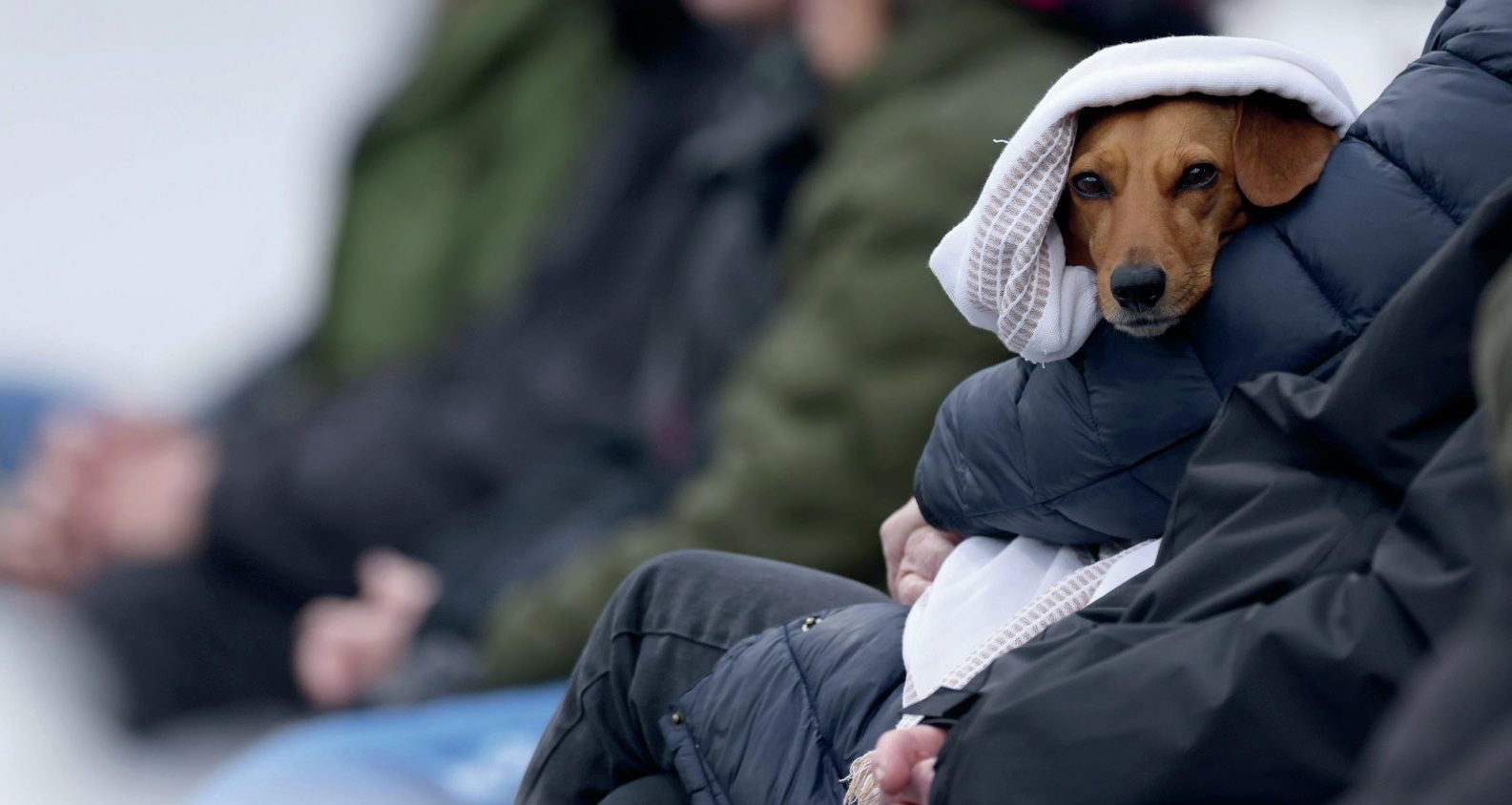 A dog wraps up warm to watch the Cidermen